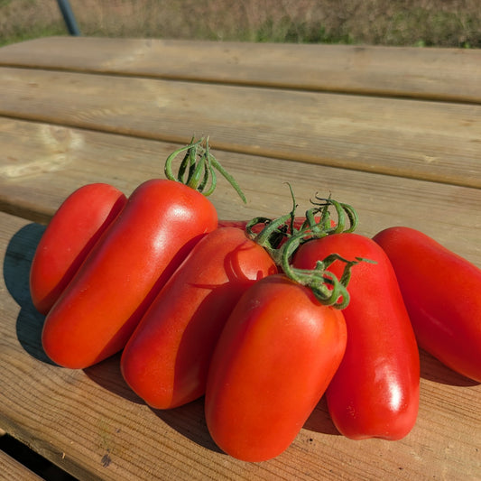 San Marzano sauce tomatoes