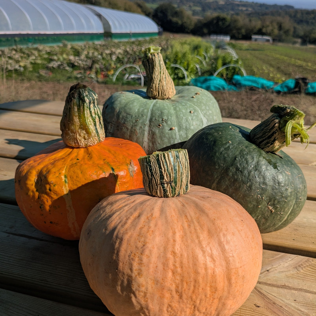 Winter squash