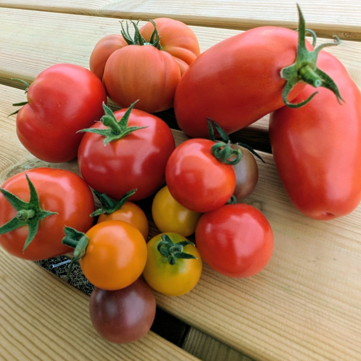 Mixed tomato bag